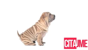 Pet Shop Smart Dog - Скопје