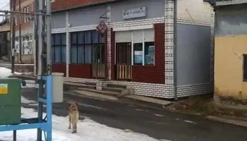 Зајас - North Macedonia