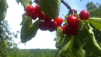 Мешеишта - Мешеишта
