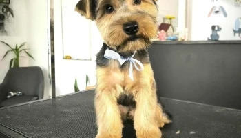 Муце Груминг / Muce Pet Grooming - Скопје 1000