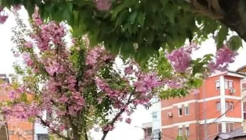 Пошта на Северна Македонија - Кичево