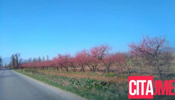 Росоман - Росоман