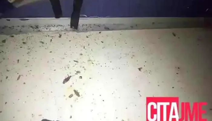 Dezinfektsija Dezinsektsija I Deratizatsija Makedonija Videa - Скопје