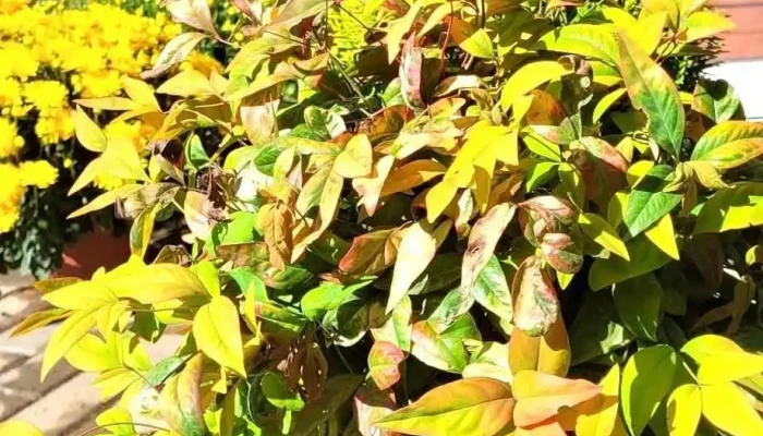 Green Garden Centar Bitola -  Gradina - Битола