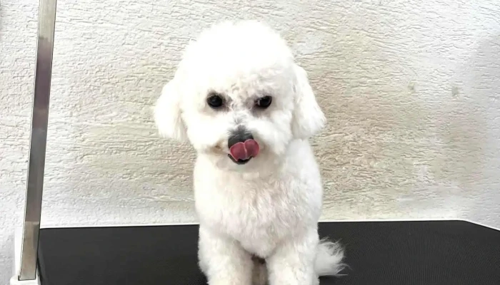 K9 Grooming Salon - Охрид 6000
