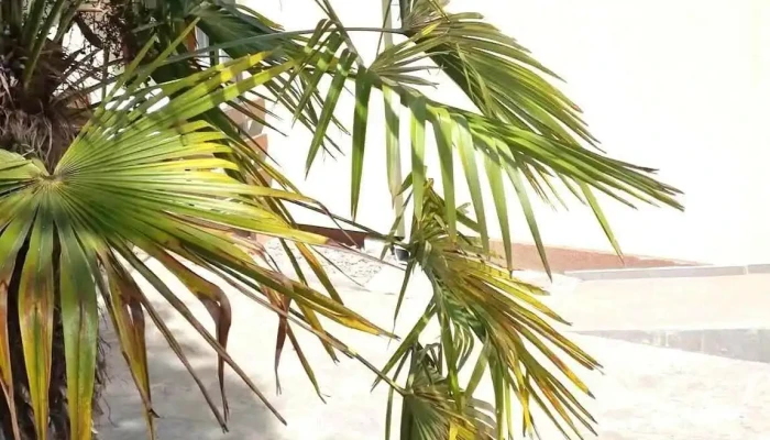 Negorski Banji Videa - Gevgelija