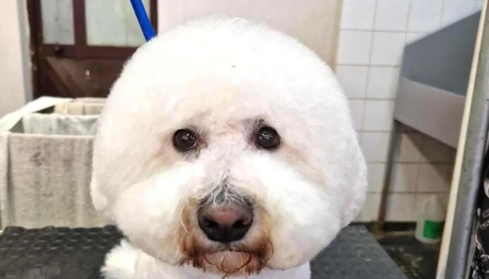 Pačar Grooming - Битола