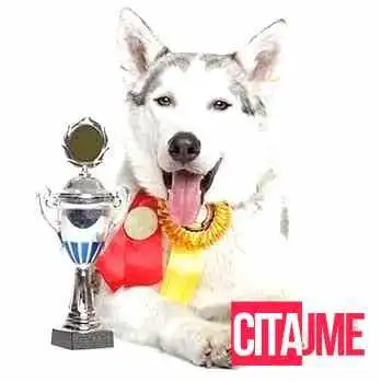 Pet Shop Smart Dog -  Sie - Скопје