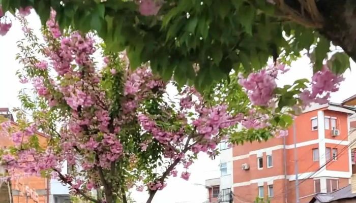 Poshta Na Severna Makedonija Sie - Кичево
