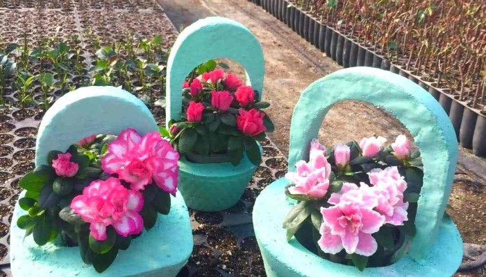 Rasadnik Idea Garden Bogdantsi Od Sopstvenikot - Ул.8ми Март Бб