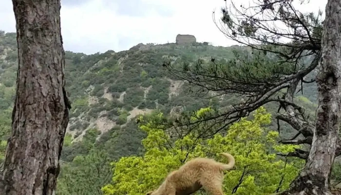 Tsarevi Kuli Videa - Струмица