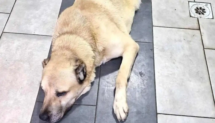 Veterinarna Bolnitsa I Apteka Kuche - Скопје