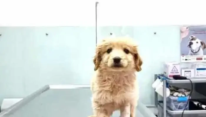 Veterinarna Bolnitsa I Apteka Sie - Скопје