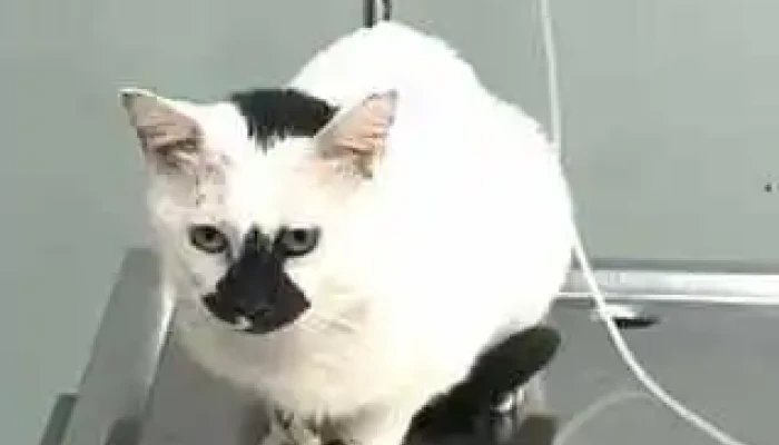 Veterinarna Bolnitsa I Apteka Videa - Скопје