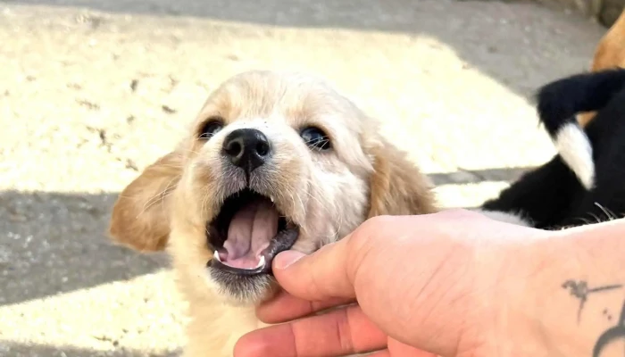 Veterinarna Bolnitsa I Apteka како да стигнете - Скопје