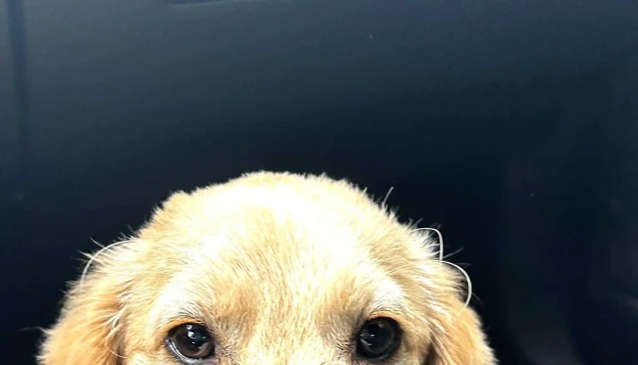 Veterinarna Bolnitsa I Apteka скопје - Скопје