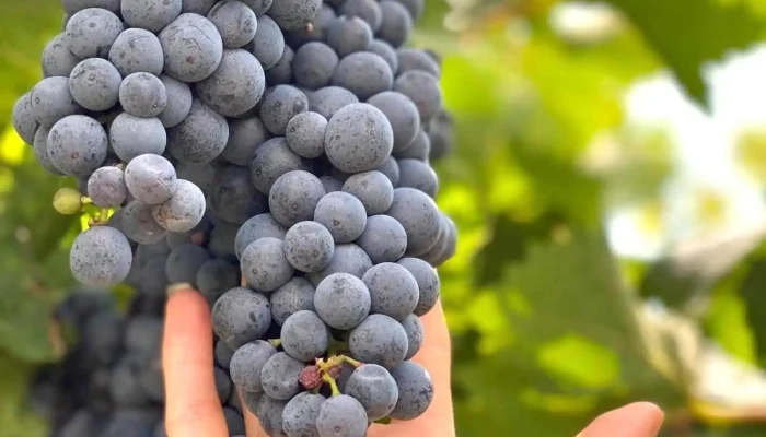 Vinarska Vizba Valandovo Lozje - Valandovo