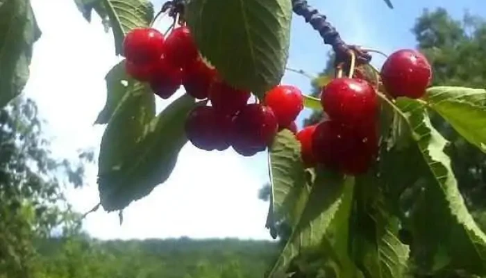 Мешеишта - Мешеишта