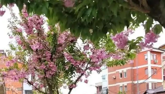 Пошта на Северна Македонија - Кичево