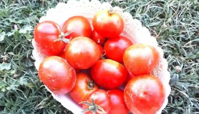Шуто Оризари - Скопје